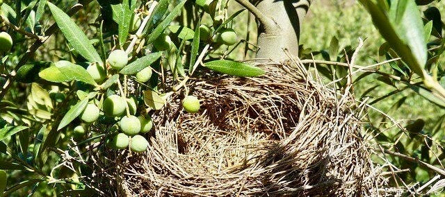 Ein Vogelnest in einem Olivenbaum der Bio Olivenöl produziert