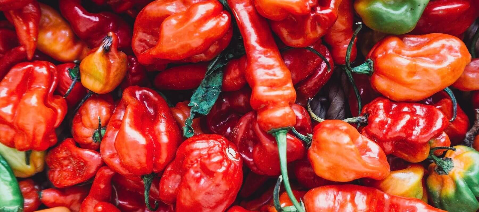 rote und grüne capsicum annuum spanische Pfefferschoten