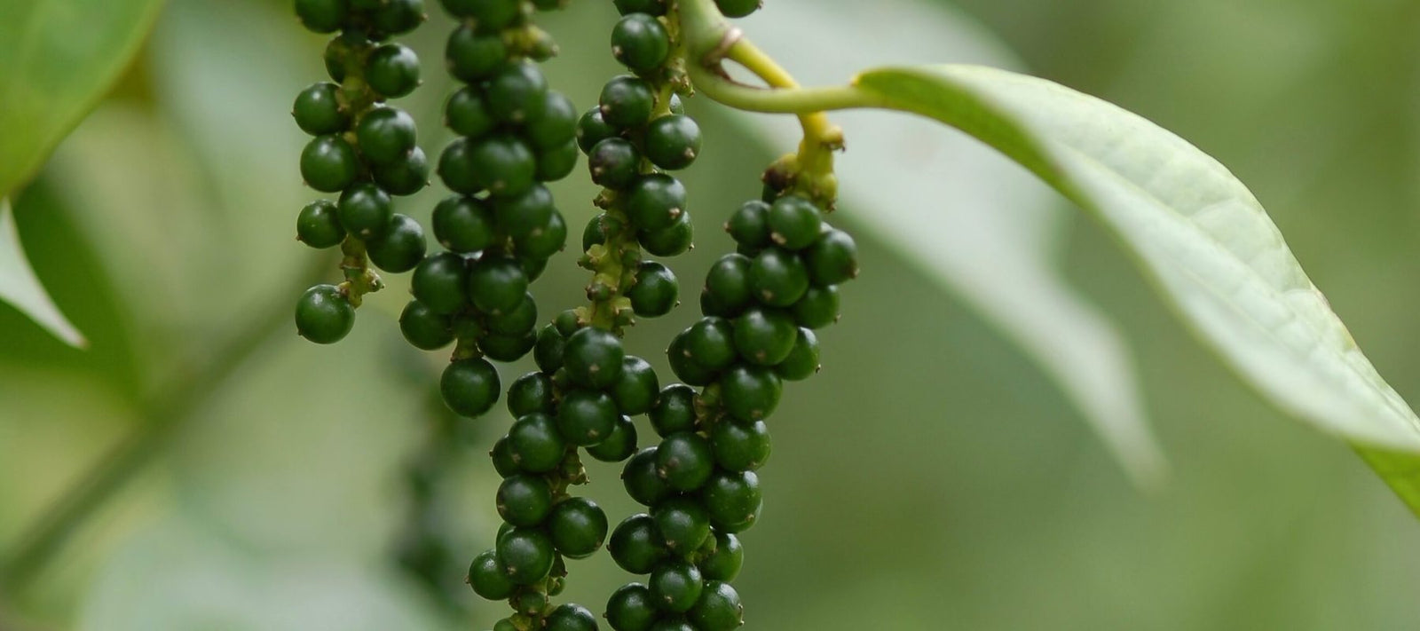 grüne Pfefferbeeren an einer Pfefferpflanze