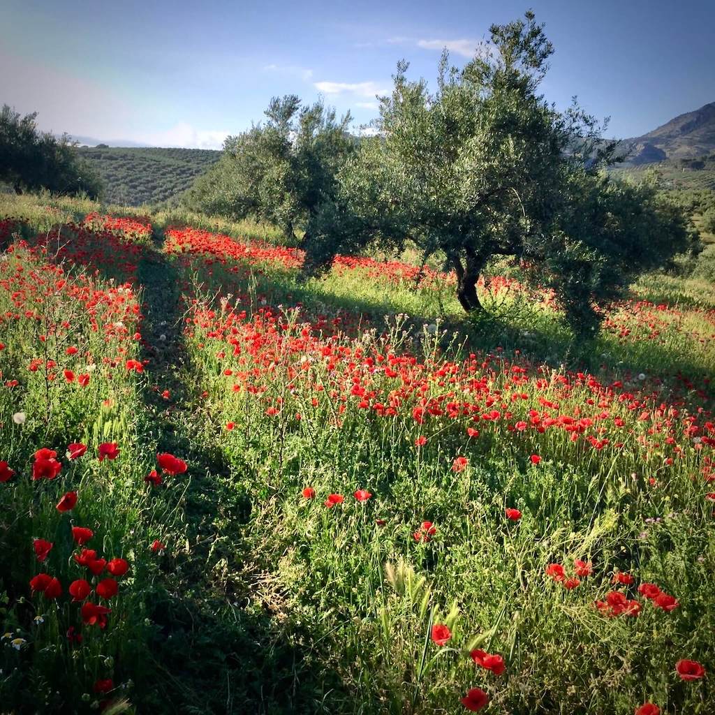 Bio-Olivenölbaum inmitten von Mohnblumen und hohen Gräsern
