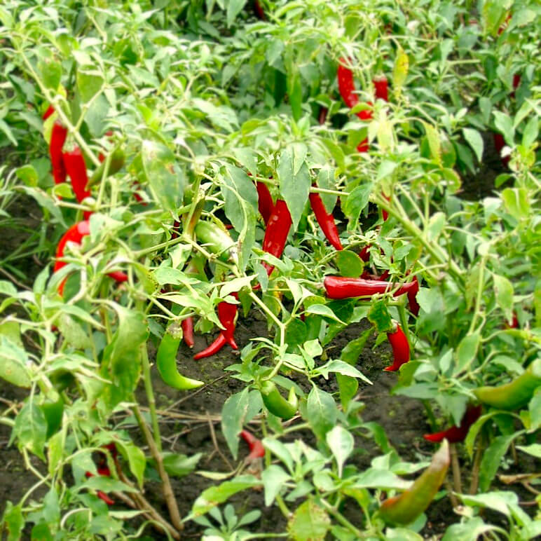 Paprika edelsüß am Strauch nahe Ungarn