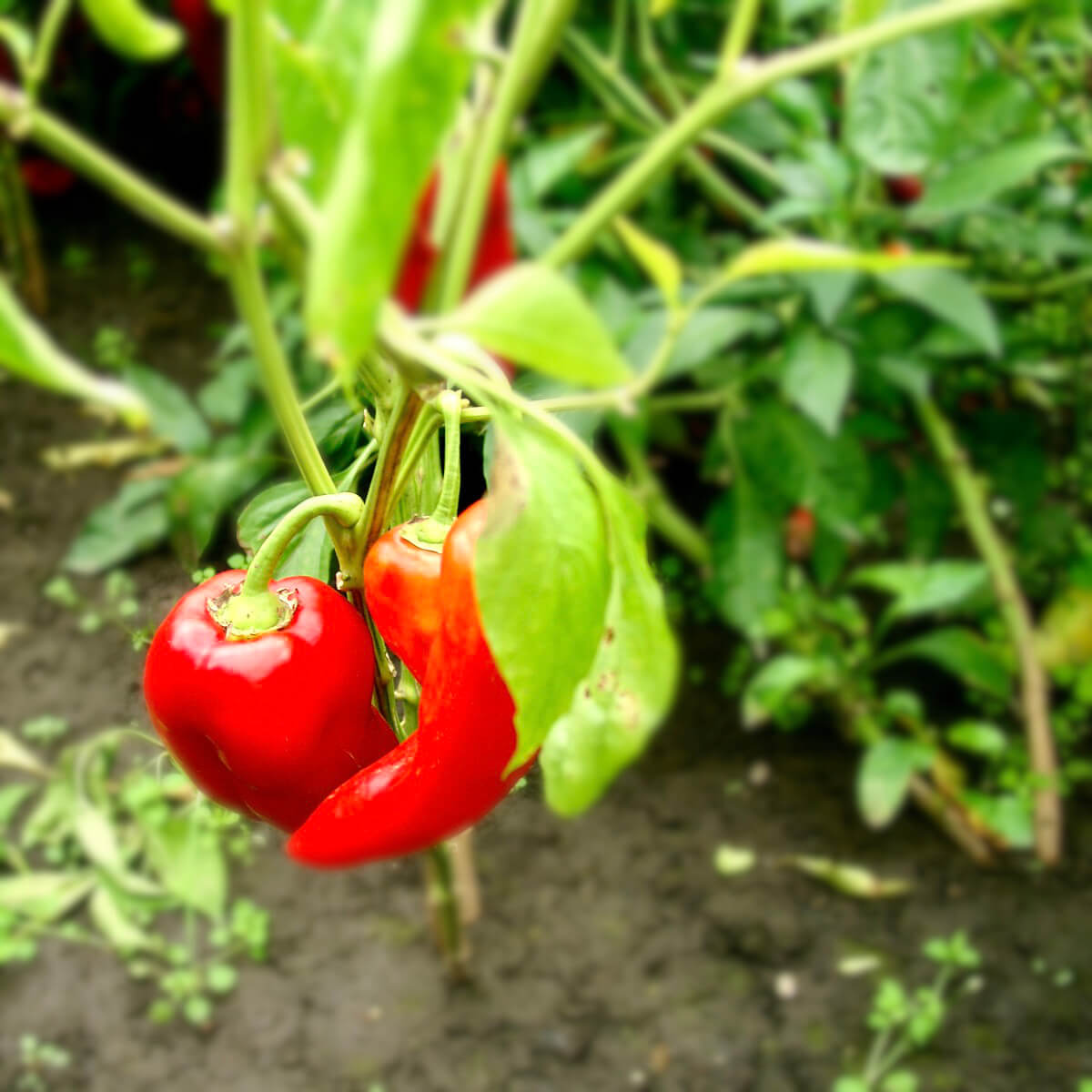 drei rote Paprika edelsüss am Strauch