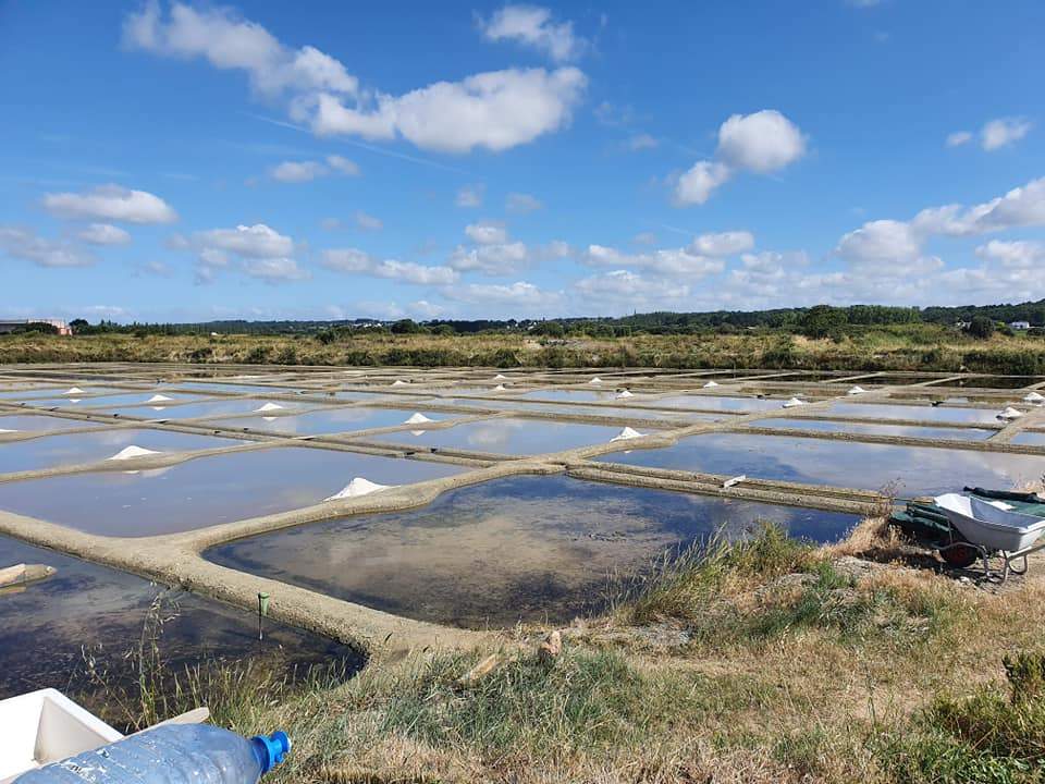 Fleur de Sel de Guérande Ernte 2020 Salz Delidia Berlin 